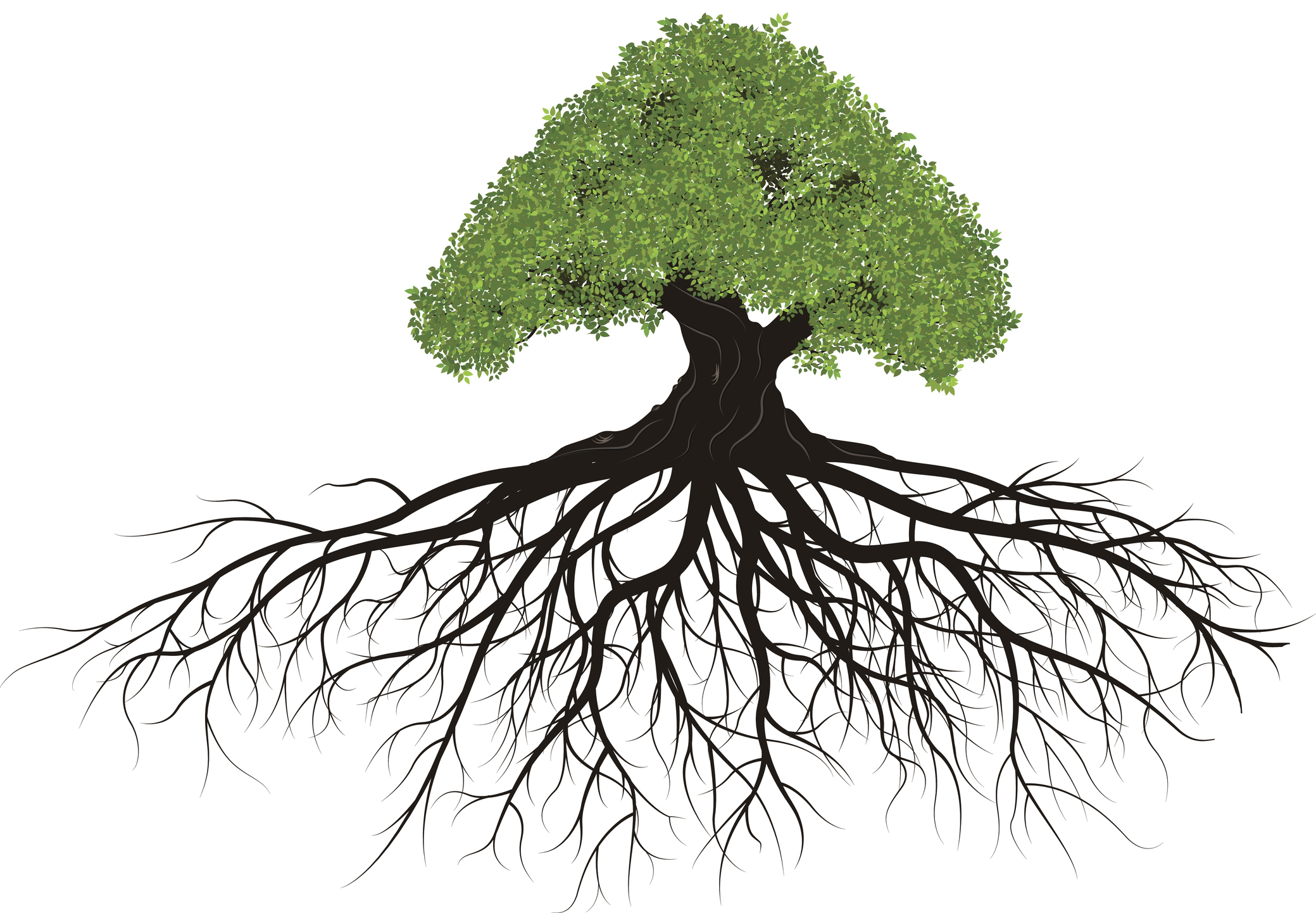 Cartoon Tree Drawing With Roots : Tree with roots on white background